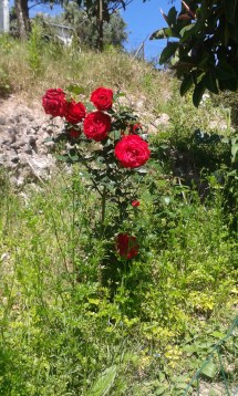 Rosas num dia de contemplação